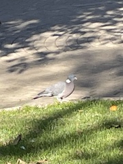 Columba palumbus