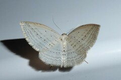 Orthoclydon praefectata