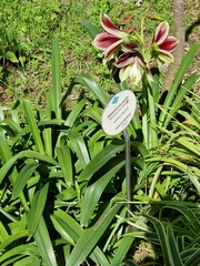 Hippeastrum papilio