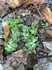 Hydrophyllum virginianum