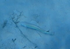 Malacanthus plumieri