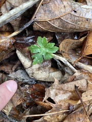 Hydrophyllum virginianum