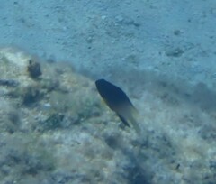 Stegastes partitus