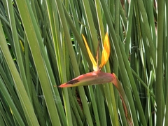 Strelitzia juncea