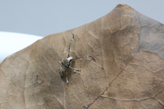 Anthribidae