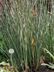 Strelitzia juncea