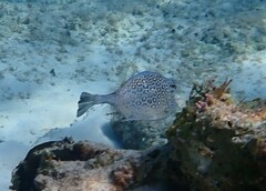 Acanthostracion polygonium