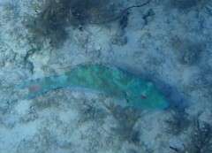 Sparisoma chrysopterum