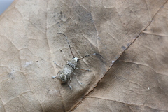 Anthribidae