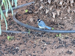 Cyanistes teneriffae