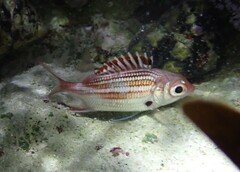 Neoniphon vexillarium