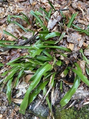 Carex fraseriana