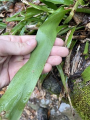 Carex fraseriana