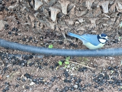 Cyanistes teneriffae