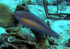 Scarus taeniopterus