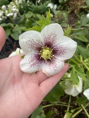 Helleborus orientalis