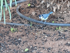 Cyanistes teneriffae