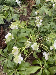 Helleborus orientalis