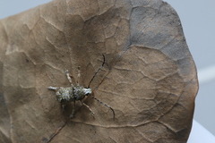 Anthribidae