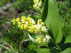 Maianthemum