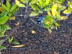 Cyanistes teneriffae