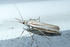Orocrambus vittellus