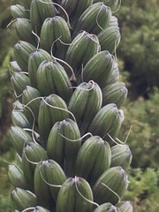 Agave stricta