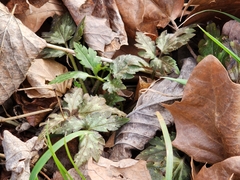 Phacelia bipinnatifida