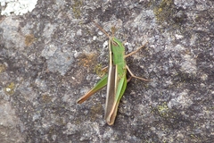 Staurorhectus longicornis