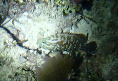Epinephelus