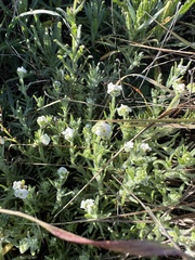 Cryptantha kinkiensis