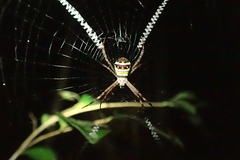 Argiope minuta
