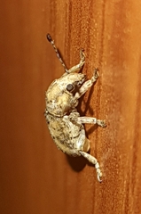 Pseudocneorhinus bifasciatus