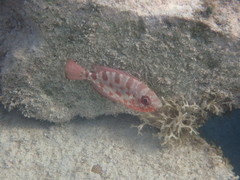 Heteropriacanthus cruentatus