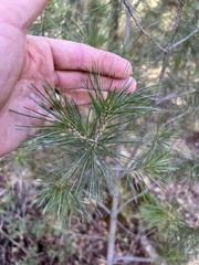 Pinus cembroides