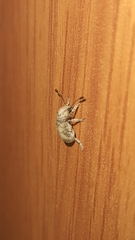 Pseudocneorhinus bifasciatus