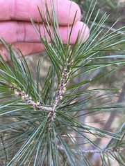 Pinus cembroides