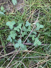 Trifolium repens