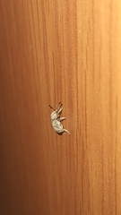 Pseudocneorhinus bifasciatus