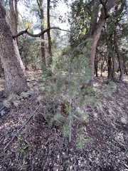 Pinus cembroides