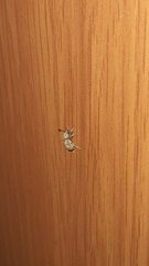 Pseudocneorhinus bifasciatus