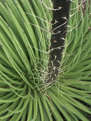 Agave stricta