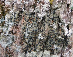 Bacidia schweinitzii