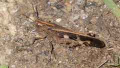 Aiolopus strepens