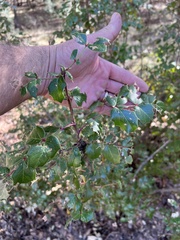 Berberis wilcoxii