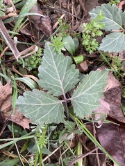 Cardamine diphylla