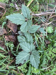 Cardamine diphylla