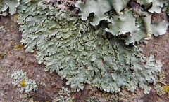 Heterodermia albicans