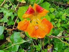 Tropaeolum majus