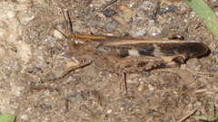 Aiolopus strepens